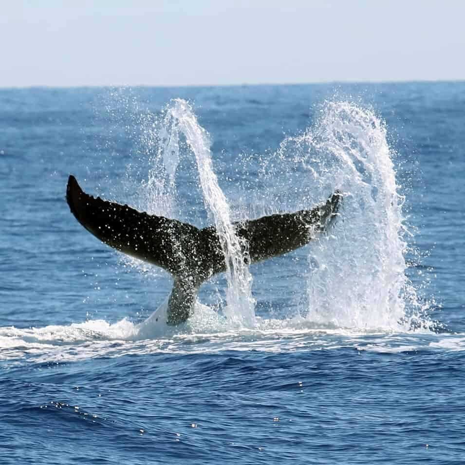 whale-tail whale-tail